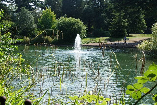 Bourne Hall Lake, Ewell, cc-by-sa/2.0 - © Bill Boaden - geograph.org.uk/p/2558509